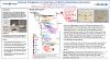 Poster of Molecular Phylogenetics of a New Genus of Fairflies (Chalcidoidea: Mymaridae) research