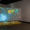 Lindsay Buchman, Stratagems (Orange County), 2021-25. Installation with HD video & Super 8, diegetic sound, projection on scrim & plywood, archival inkjet prints & silver gelatin prints. Courtesy of the artist. Photography by Cindy Dillingham. 