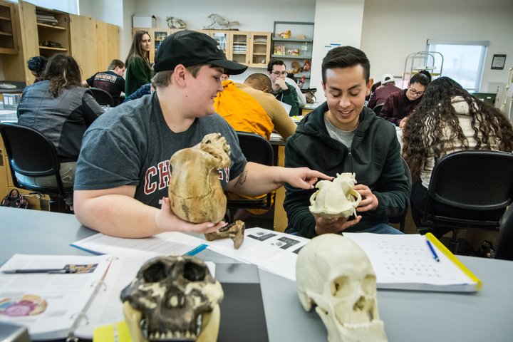 Students examine skulls in class.